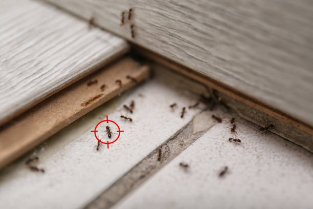 Professional Pest Control in Carmel By The Sea, CA